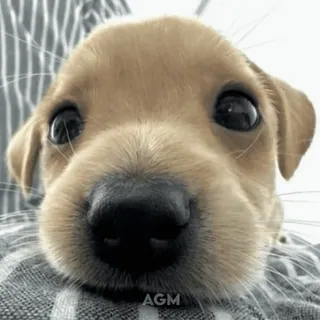 👽 cucciolo, cane, carino, animale, animale domestico, primo piano, ritratto telegram sticker