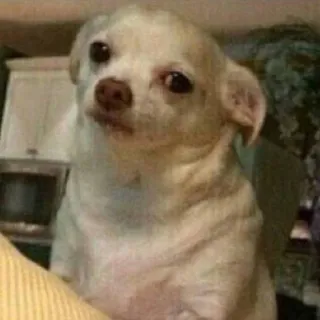 😕 chien, chihuahua, animal de compagnie, animal, mème, drôle, mignon telegram sticker