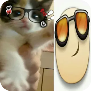 👓 chat, lunettes, mignon, dessin animé, emoji, drôle, animal telegram sticker