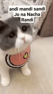 🏵 andi mandi sandi
Jo na Nacha
Randi gato, animal, animal de estimação, meme telegram sticker