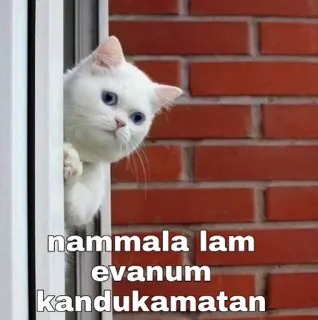 😂 nammala lam
evanum
kandukamatan gato, janela, meme, animal, engraçado, texto, tâmil telegram sticker