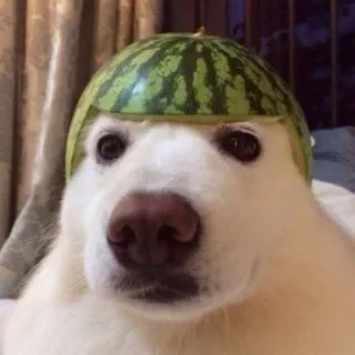 🐶 chien, pastèque, animal de compagnie, animal, drôle, mignon, casque, casque pastèque telegram sticker