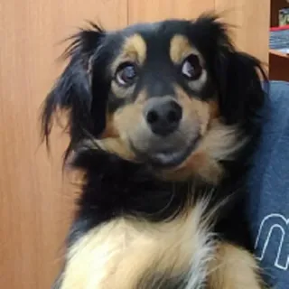 😳 pies, zwierzę domowe, zwierzę, słodki, portret, zwierzę domowe telegram sticker