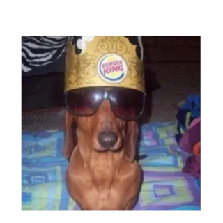 👑 BURGER KING hond, Burger King, kroon, zonnebril, huisdier whatsapp sticker
