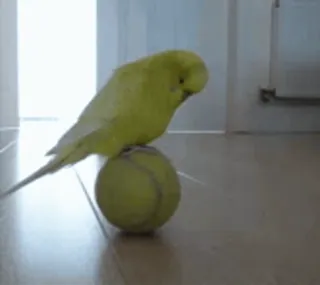 🎾 鳥, インコ, 動物, ペット, 黄色, テニスボール telegram sticker