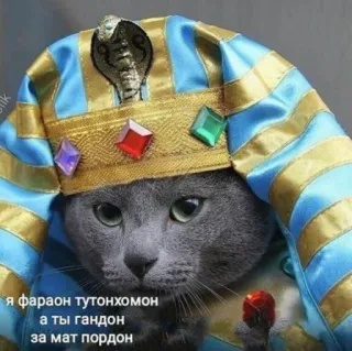 Кися whatsapp stickers