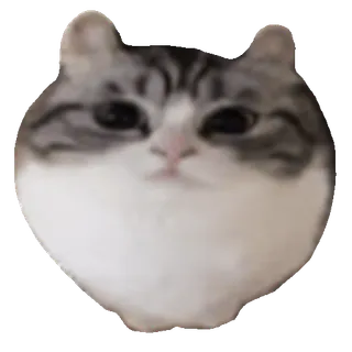 Kotik emoji @komaru_GIF telegram emojis 🎈