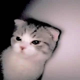 🥺 mèo, mèo con, dễ thương, động vật, thú cưng, mèo nhà telegram sticker