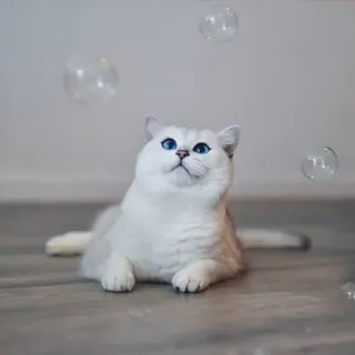 ☺️ gato, gatinho, bolhas, animal de estimação, animal, fofo, doméstico telegram sticker
