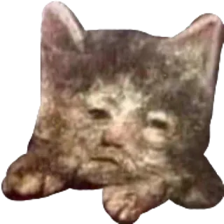😕 cat, meme, funny, sad, animal telegram sticker