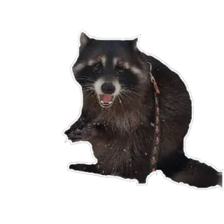 😱 Waschbär, Tier, Säugetier, Wildtier, Natur telegram sticker