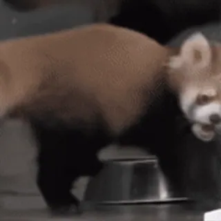 😱 panda rosso, panda, animale, carino, fauna selvatica telegram sticker