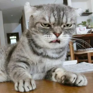 🤨 Katze, wütend, Scottish Fold, Haustier, Tier, Hauskatze telegram sticker