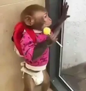 🙈 monkey, cute, lollipop, animal, baby telegram sticker