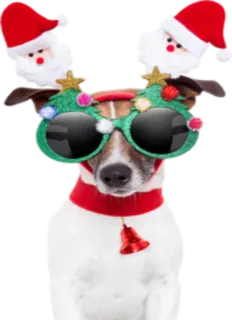 ❄ Hund, Weihnachten, Brille, Weihnachtsmann, Haustier, Feiertag telegram sticker