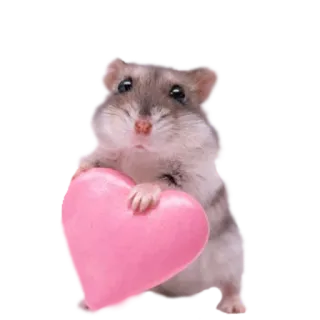 ❤️ хомяк, сердце, животное, милый, розовый, любовь, грызун telegram sticker