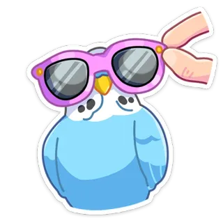 😎 vogel, zonnebril, parkiet, schattig, dier, huisdier, sticker telegram sticker