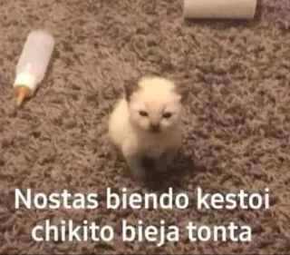 😠 Nostas biendo kestoi chikito bieja tonta kitten, cat, cute, meme, insulting, funny telegram sticker