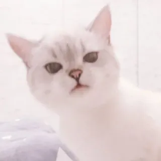 🐈 kot, zwierzę, zwierzak, słodki, biały kot, kotowate telegram sticker