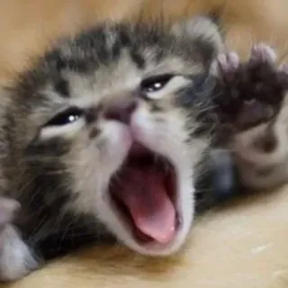 😂 子猫, あくび, 猫, 動物, かわいい, 赤ちゃん, ネコ whatsapp sticker