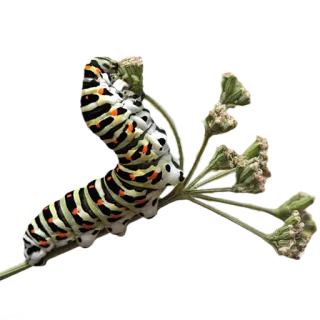 🌼 гусеница, насекомое, природа, животное, личинка telegram sticker