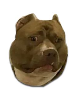 DontBeDog telegram stickers