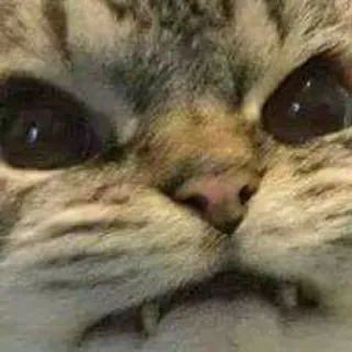 ✨ Katze, wütend, Meme, lustig, Tier, Haustier telegram sticker