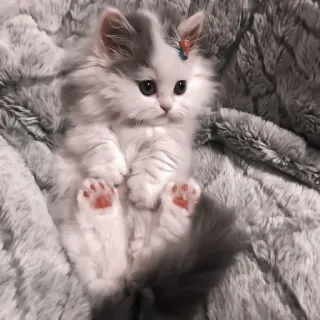 🎀 小猫, 猫, 可爱, 宠物, 动物, 蓬松, 家养, 猫科 telegram sticker