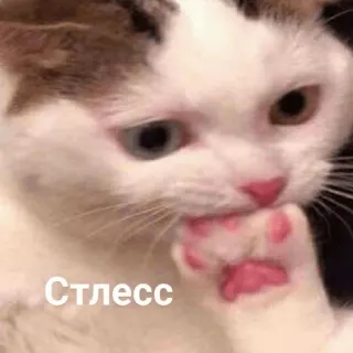 😣 Стлесс telegram sticker