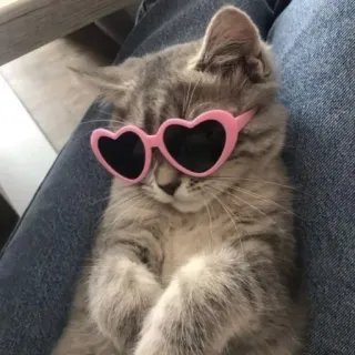 😎 Katze, Kätzchen, Sonnenbrille, Herzbrille, süß, Tier, Haustier whatsapp sticker