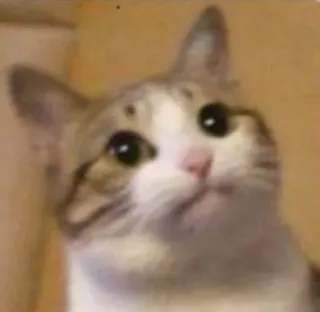 🥺 cat, animal, pet, cute, funny, meme whatsapp sticker