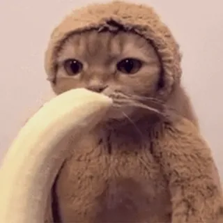 🐱 cat, banana, animal, pet, cute, funny telegram sticker
