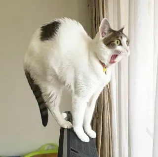 😲 gatto, spaventato, animale, animale domestico, scioccato, sbadiglio telegram sticker