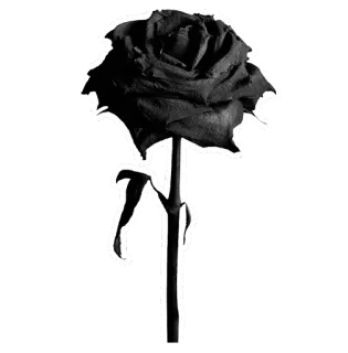 🥀 mawar, hitam, bunga, floral, gotik, emo, gelap telegram sticker