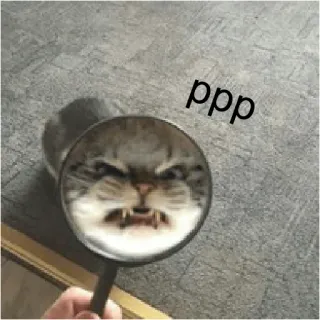 💪 ppp cat, magnifying glass, funny, angry, meme telegram sticker