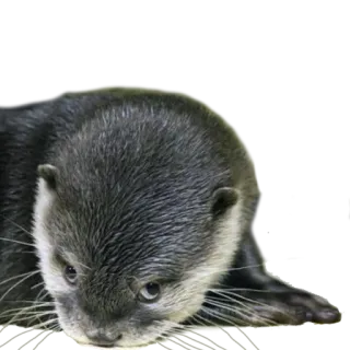 😒 выдра, животное, дикая природа, млекопитающее, милый telegram sticker