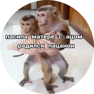 🌟 пасиба матере с ацом родился пацанои Affe, Tiere, Familie, süß, Baby, russisch telegram sticker