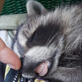 😲 енот, животное, спящий, милый, млекопитающее, дикая природа telegram sticker