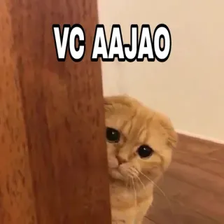 🍁 VC AAJAO Katze, süß, spähen, verstecken, orange, Haustier telegram sticker