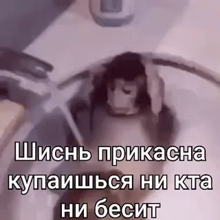 🐵 Шиснь прикасна купаишься ни кта ни бесит mono, animal, baño, texto, ruso whatsapp sticker