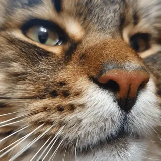 🧐 кот, животное, питомец, крупный план, лицо, кошачий telegram sticker