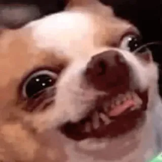 ✳️ dog, chihuahua, animal, funny, meme, cute whatsapp sticker