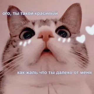 ❤️ Ого, ты такой красивый
как жаль что ты далеко от меня cat, cute, pet, meme, russian, animals telegram sticker