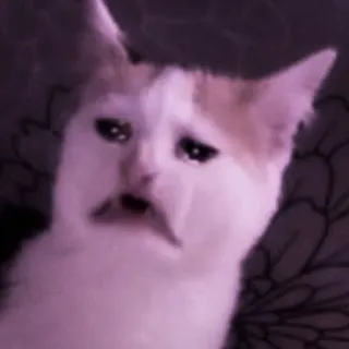 🍑 gato, triste, meme, animal, chorando, chateado, engraçado, felino telegram sticker