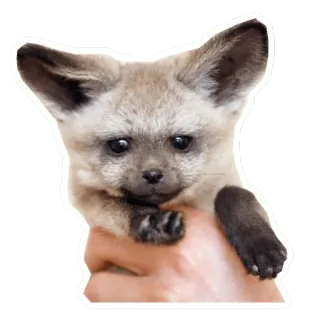 🦊 fennec fox, animal, cute, pet, fox, mammal, wildlife telegram sticker