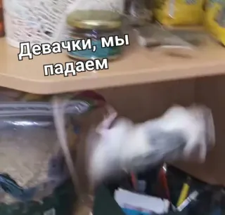 😤 Девочки, мы падаем whatsapp sticker