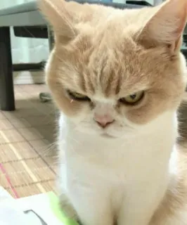😠 cat, angry, feline, pet, domestic animal telegram sticker