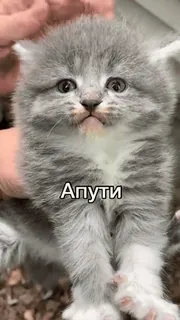 🫥 Aputi котёнок, милый, кошка, серый, домашнее животное, животное telegram sticker