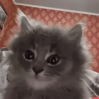 😸 Katze, Kätzchen, Haustier, Tier, süß, flauschig, grau telegram sticker