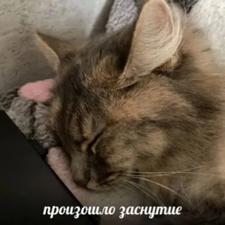 😴 произошло заснутие 猫, 睡眠, ペット, かわいい, 動物 whatsapp sticker